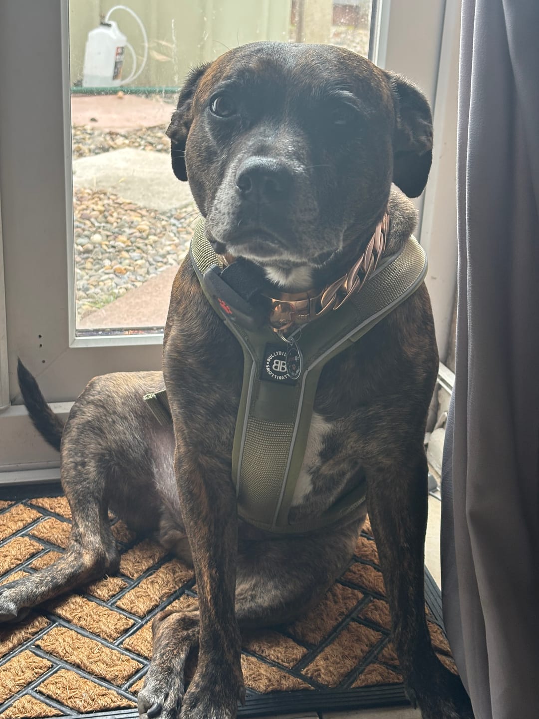 Customer photo review of Slip on Harness | Foam Padded - Khaki
