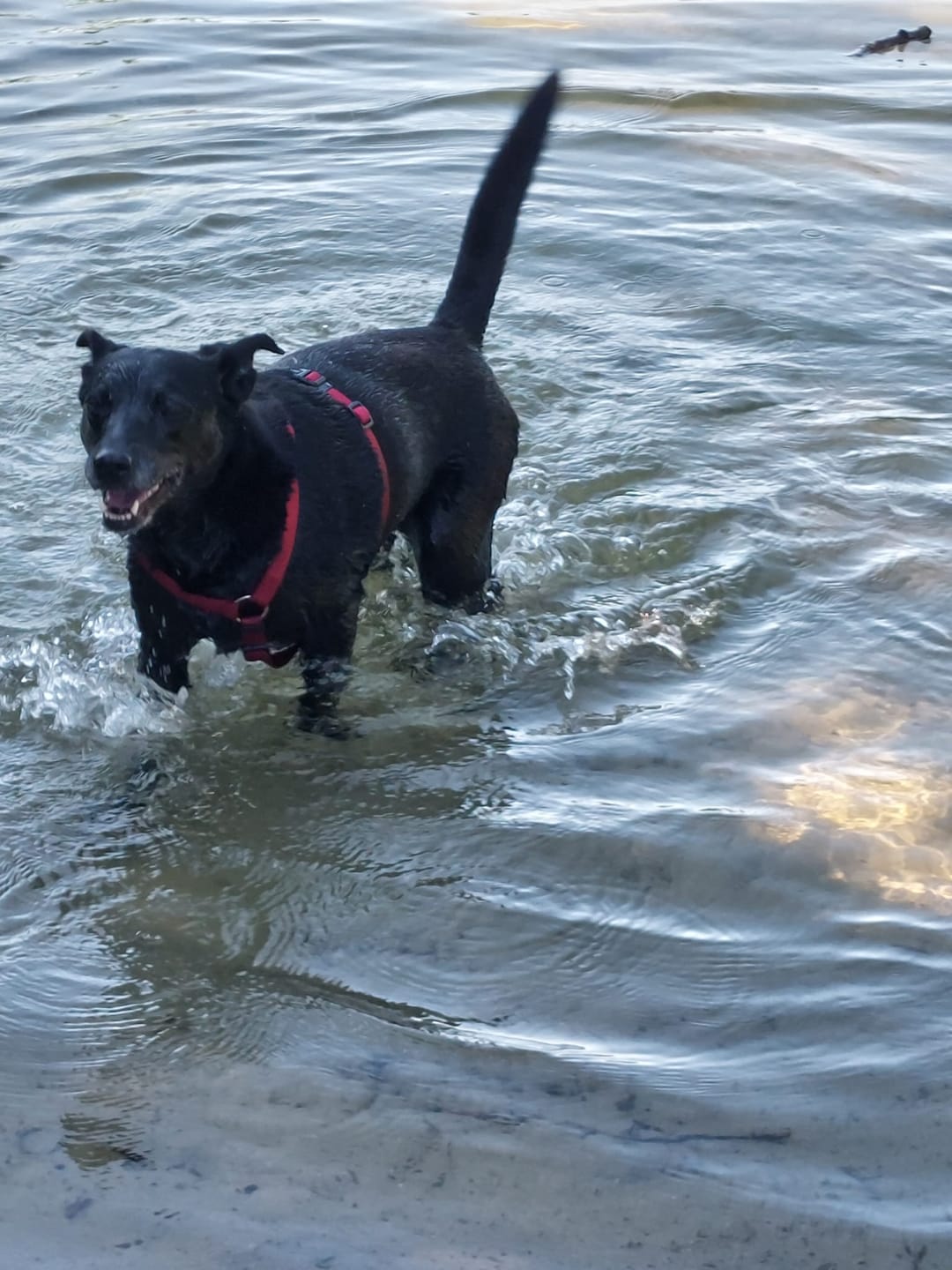 Customer photo review of Wohlfühltabs für Hunde bei Stress, Angst, Unruhe und Hyperaktivität