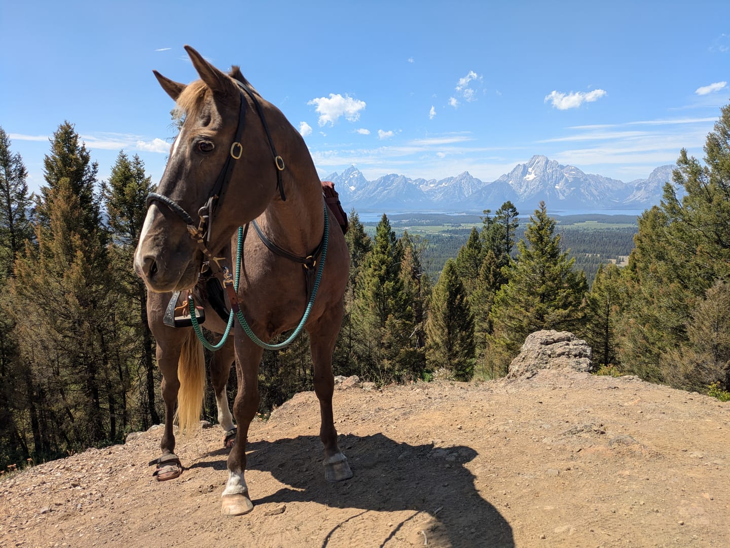 Customer photo review of Renegade® Viper Shield™ Hoof Boot Seconds - Arizona Copper