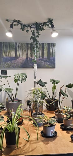 Customer photo review of Pianta Grow Light LED Bulb