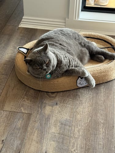 Customer photo review of Tilting Ceramic Cat Bowls With Uneven Texture