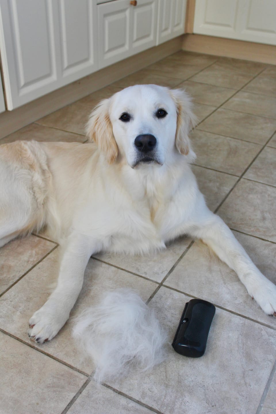 Customer photo review of Deshedding Brush - Pet Grooming Brush Tool