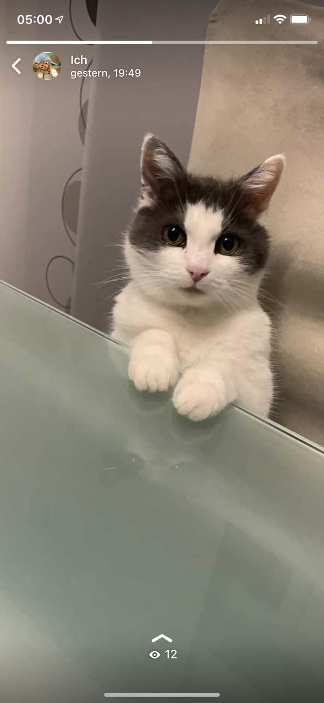 Customer photo review of Katzen Gesundheits Ratgeber von Majescats