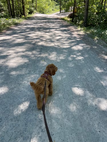 Customer photo review of Biothane Traffic Handle Dog Leash