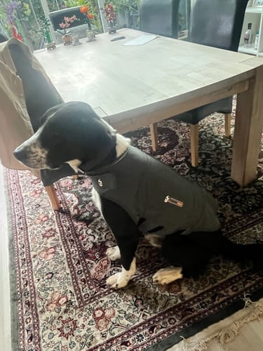 Customer photo review of ThunderShirt - Tryghedsskabende jakke