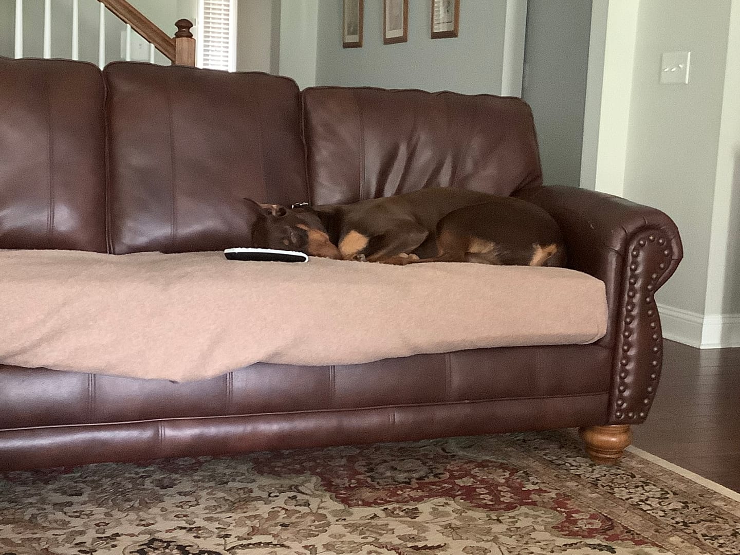 Customer photo review of KING KALM 600mg CBD with Copaiba, Krill Oil and DHA for Dogs & Cats