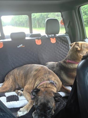 Customer photo review of RuffRover 2.0™ - Hard Bottom Dog Car Seat Protector + (FREE Dog Bed)