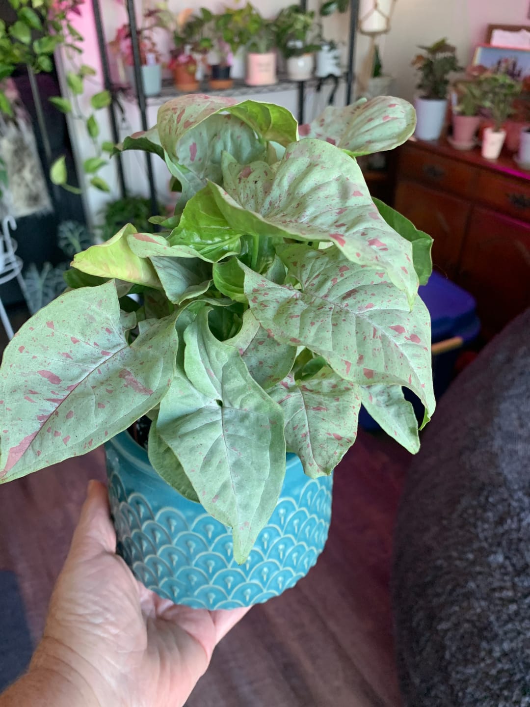 Customer photo review of Syngonium podophyllum 'Milk Confetti'