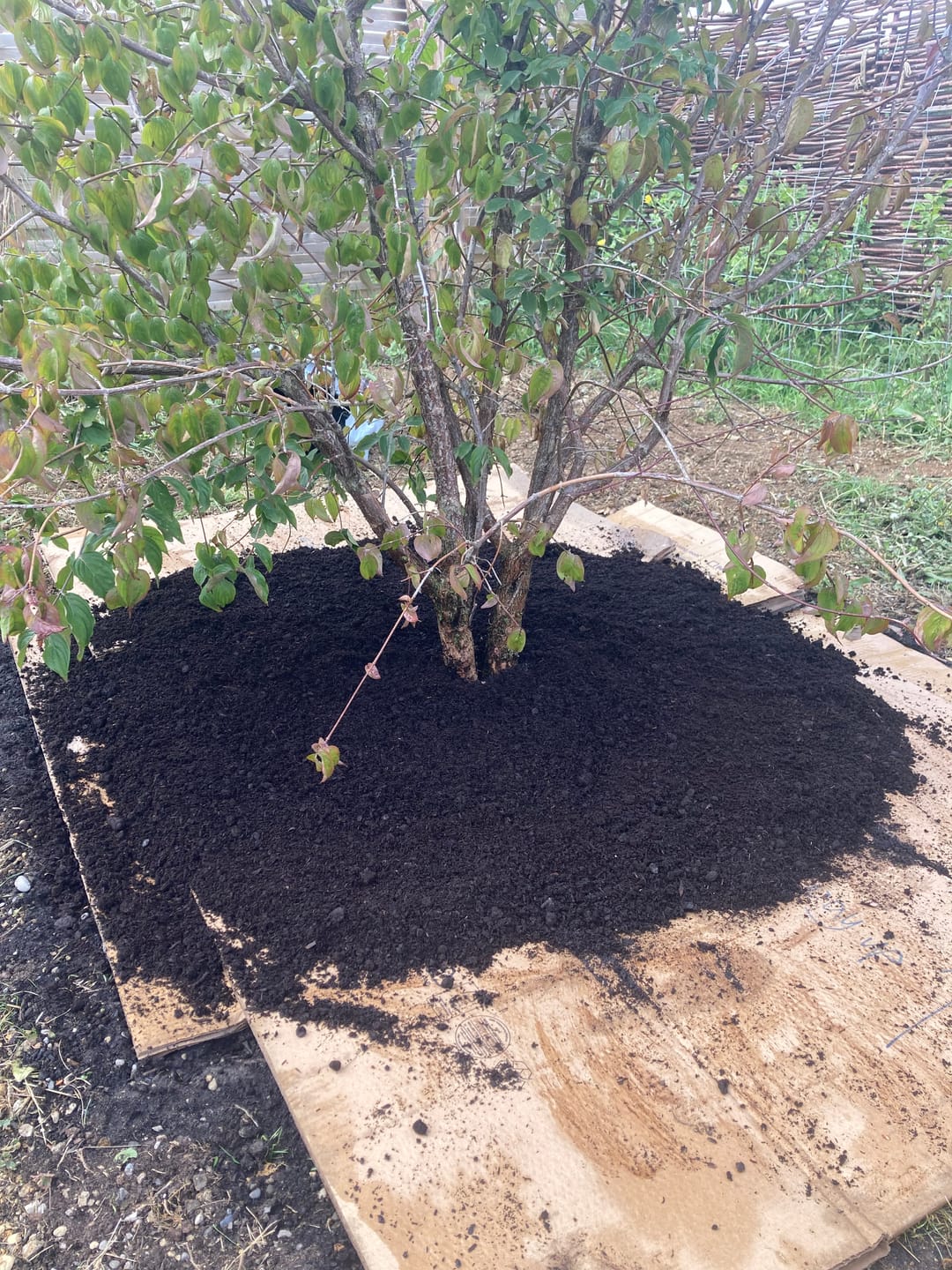 Customer photo review of Buy 4 bags of Compost and get a Pouch of Feed for FREE!