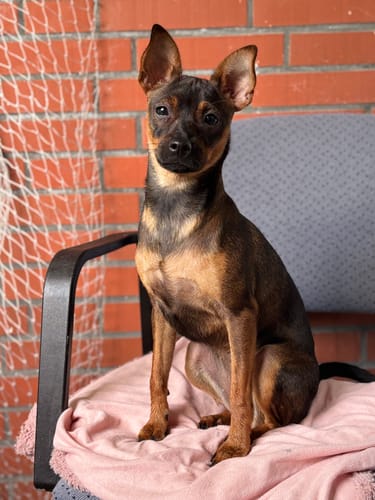 Customer photo review of Präbiotika