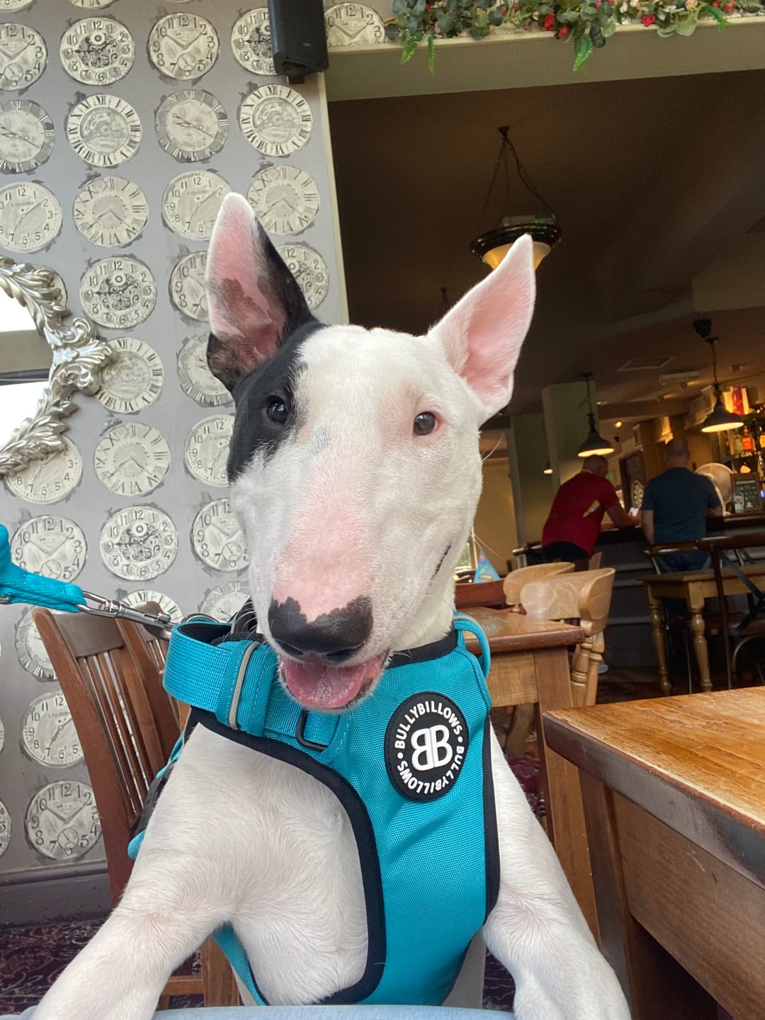 Customer photo review of Comfort Premium Harness | Non Restrictive - Light Blue
