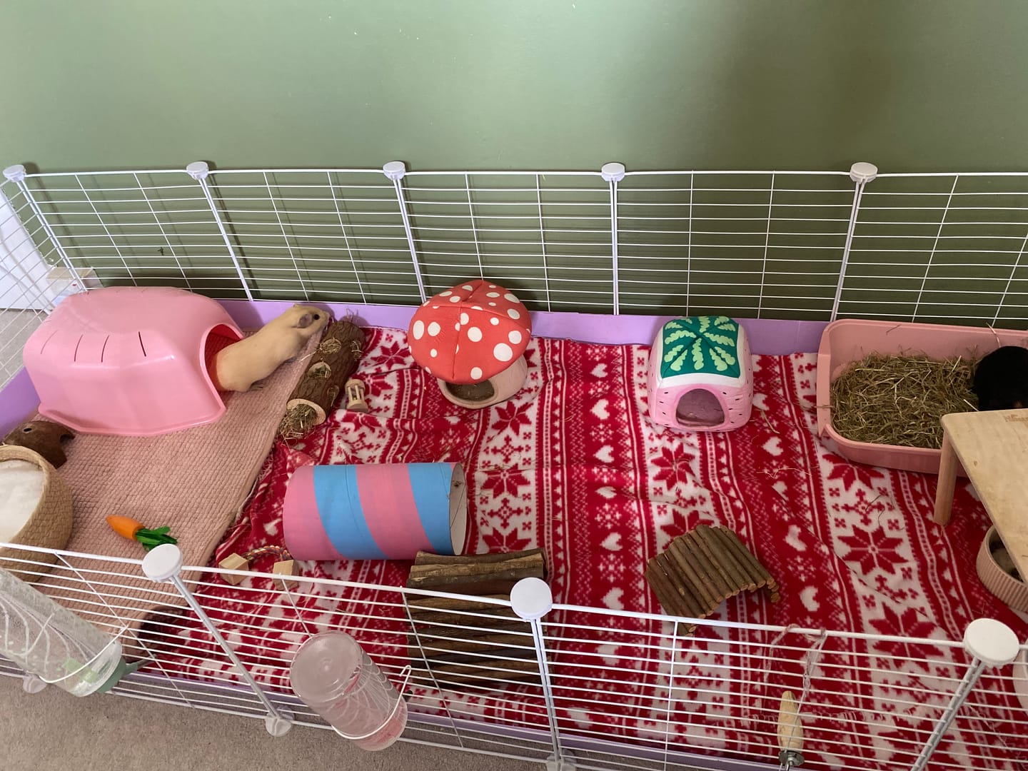 Customer photo review of 5x2 C&C Cage