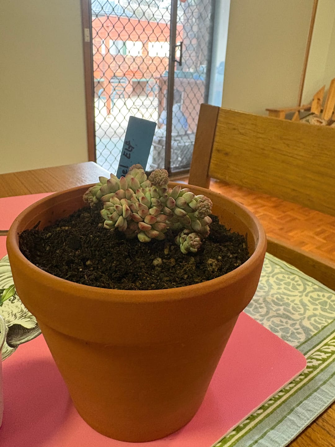 Customer photo review of Echeveria 'Caramel Elf'
