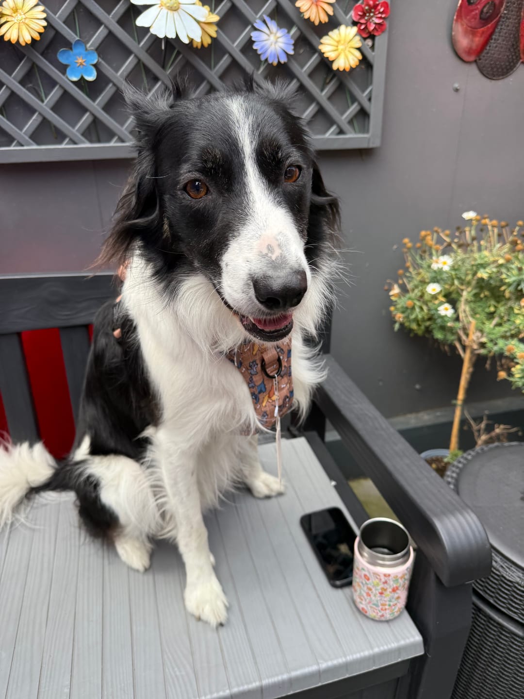 Customer photo review of Disney© Tough Trails™ Harness - Disney Dogs