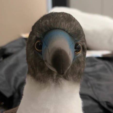 Customer photo review of Realistic Blue-footed Booby Bird Plush Toy – Soft and Lifelike