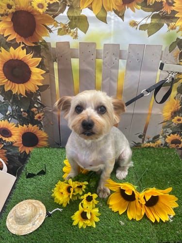 Customer photo review of FunFunPet 高機能ハーネス（お名前タグ作成サービス付き）