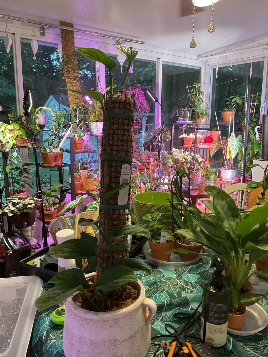Customer photo review of Monstera pinnatipartita