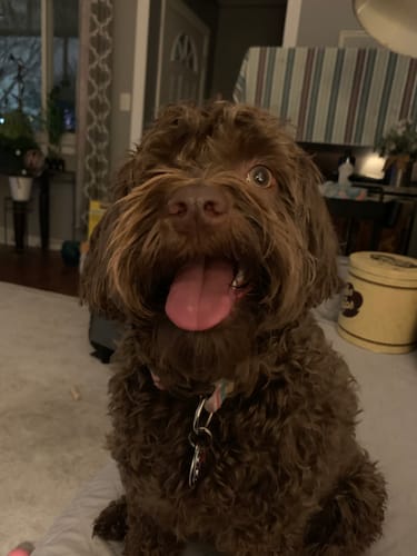 Customer photo review of 4-Stick Yak Chew Pack – Mint, Banana, Strawberry & Pumpkin