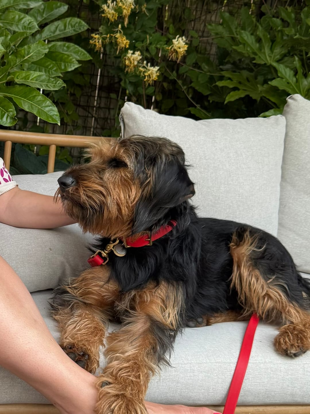 Customer photo review of Cherry - Classic Biothane Dog Collar