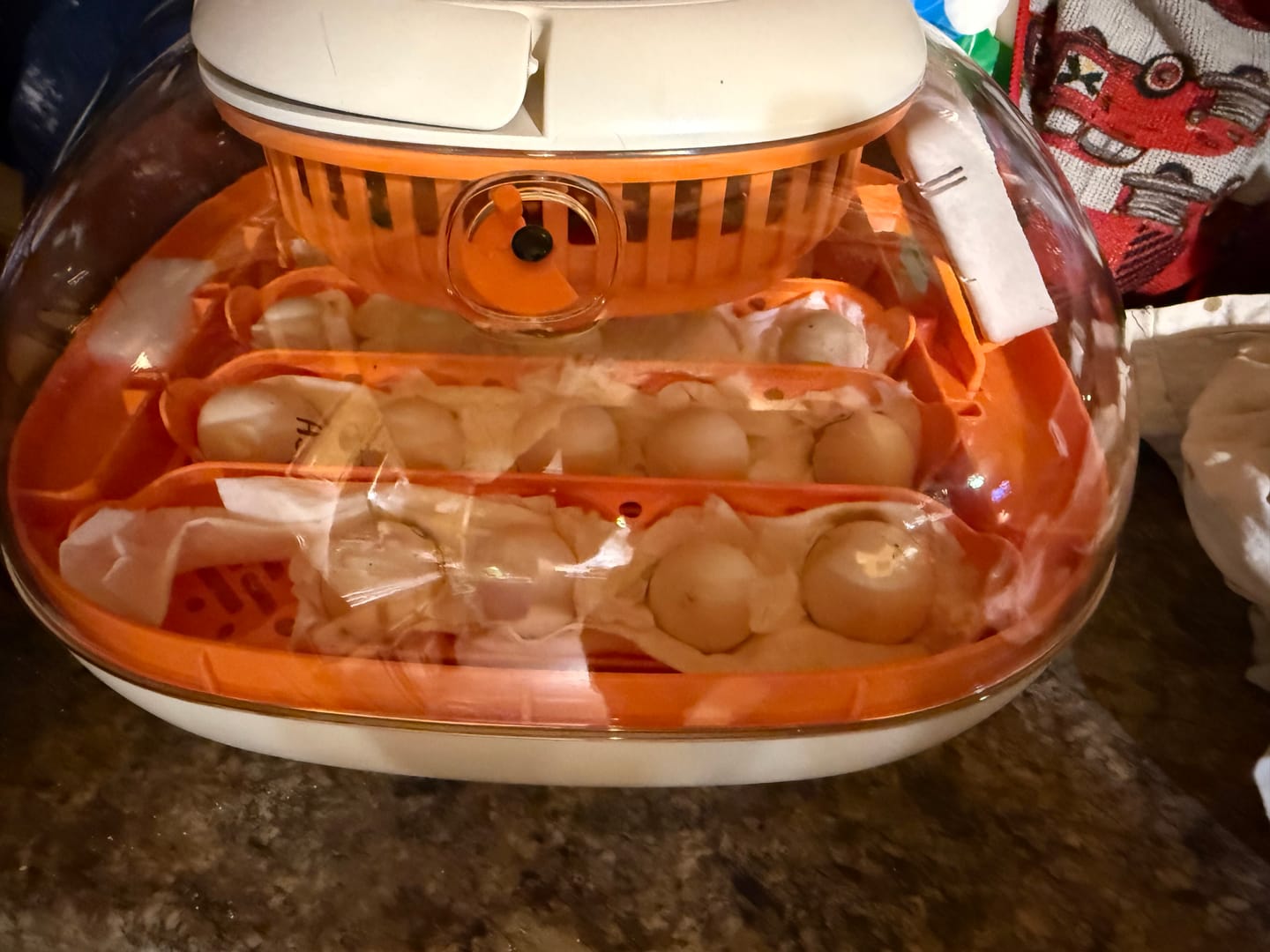 Customer photo review of Egg Incubator -25 Egg Capacity