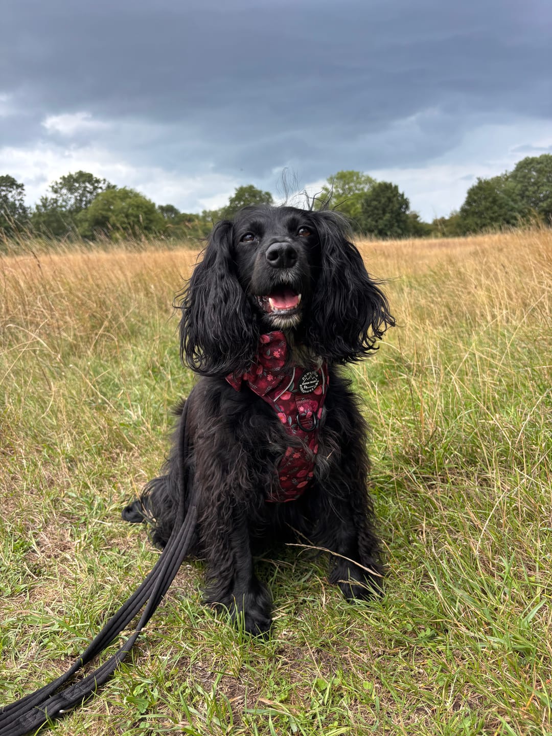 Customer photo review of Tough Trails™ Harness - Mable's Meadow