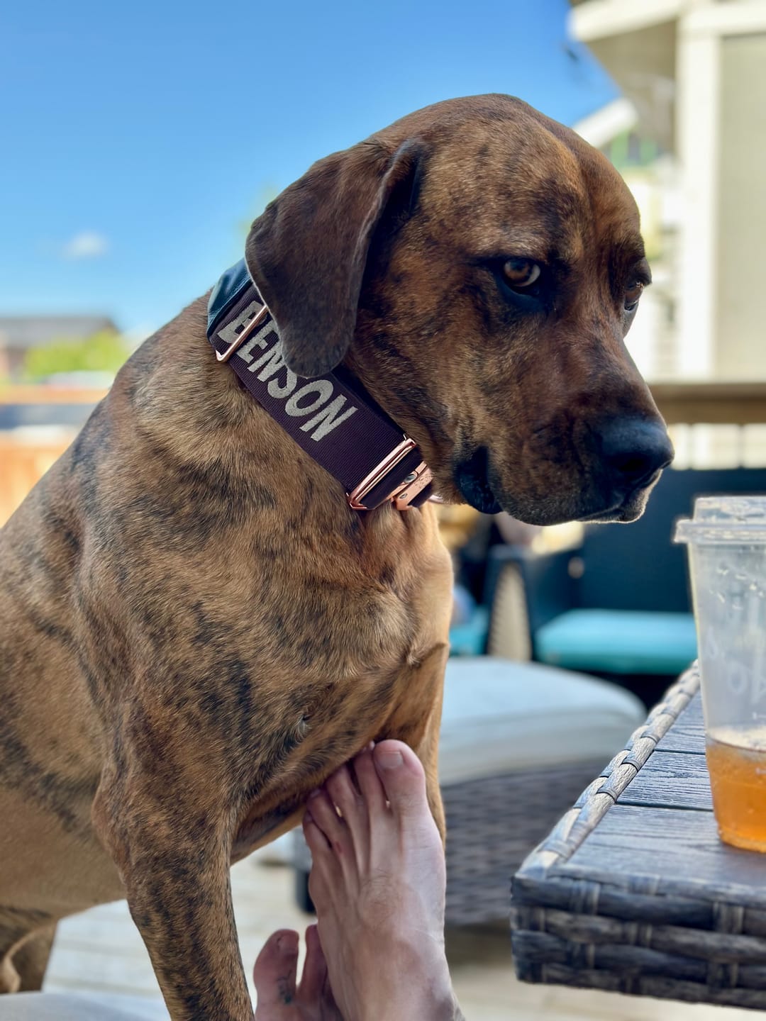 Customer photo review of 2" Tacti Luxe Dog Collar - Rose Gold - Chocolate