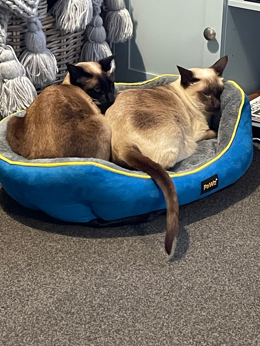 Customer photo review of PaWz Electric Pet Heater Bed Thermal Protection