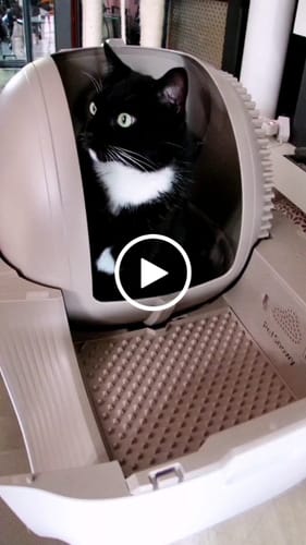 Customer video review of Self-Cleaning Litter Box