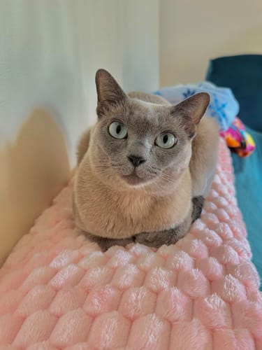 Customer photo review of NuvoDreams™ Thermal Blanket - 50% OFF + FREE SHIPPING LAST DAY PROMOTION!