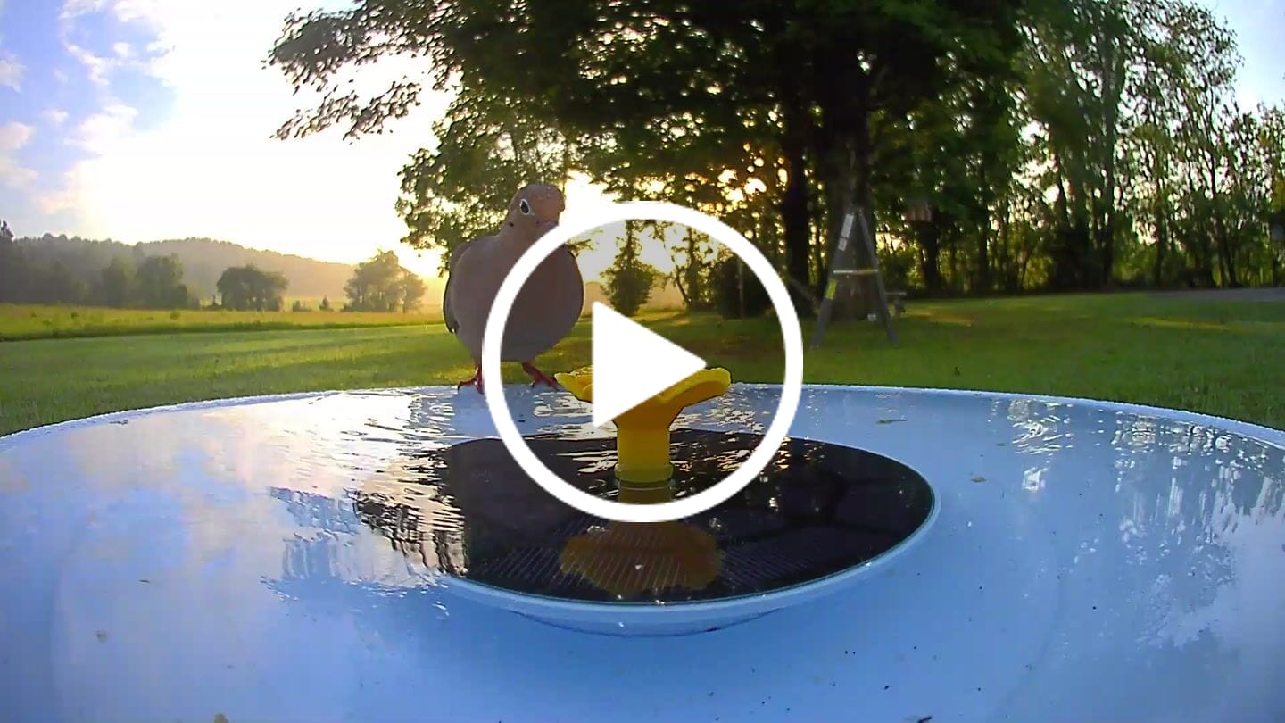 Customer video review of Birdfy Bath Pro - Smart Bird Bath with Camera