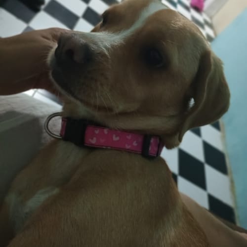 Customer photo review of Collar personalizado para Mascota: Corazones