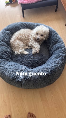 Customer photo review of Cama Antiestrés para Perros