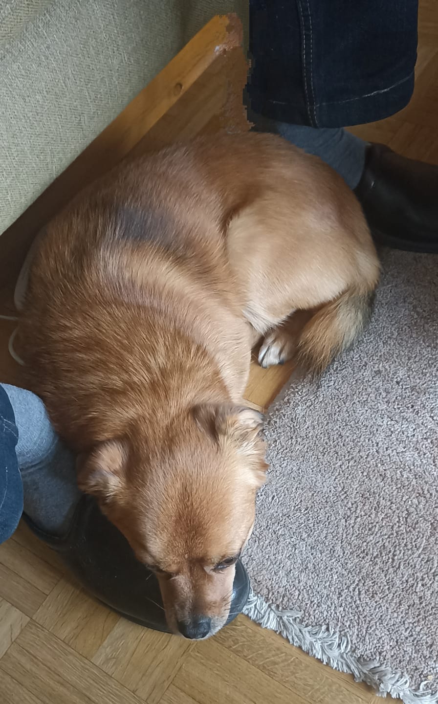 Customer photo review of Hundekekse - Kürbis-Huhn - 0.5 mg CBD