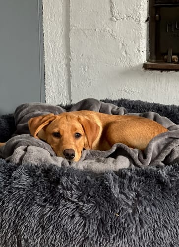 Customer photo review of CalmBed - Motverkar stress & hjälper mot ångest