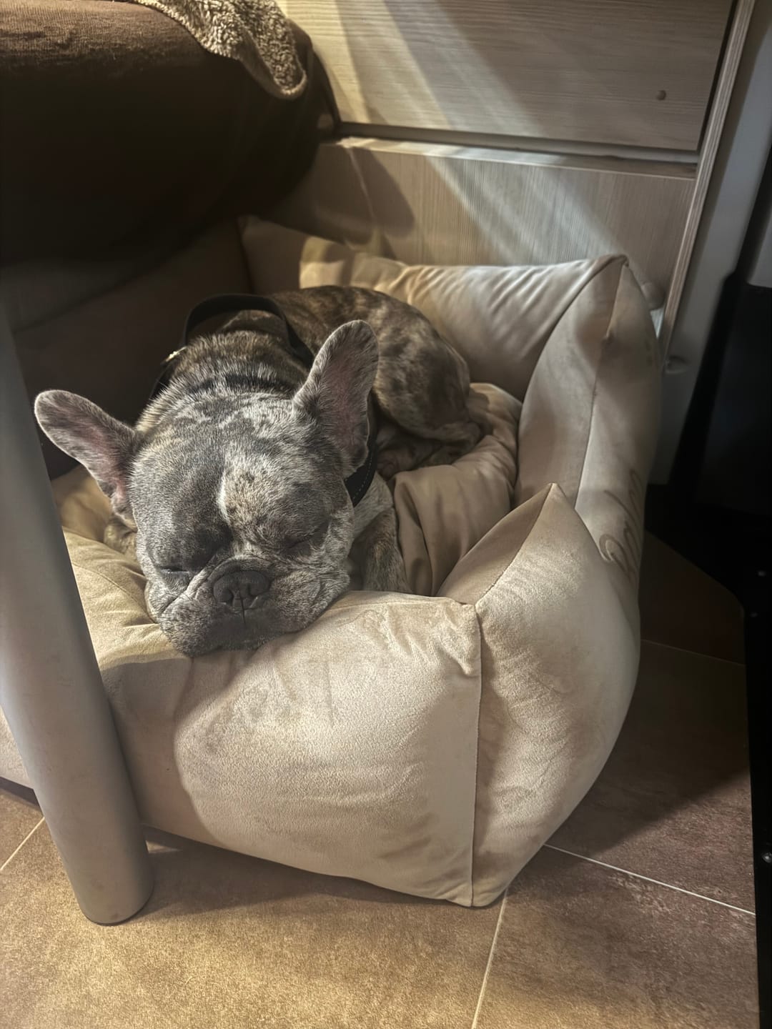Customer photo review of Velvet Beige - Hundbädd med namn
