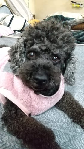 Customer photo review of FunFunPet 高機能ハーネス（お名前タグ作成サービス付き）