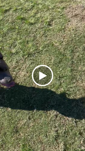 Customer video review of SUPATUFF® Strong Dog Harness Heavy Duty - Black