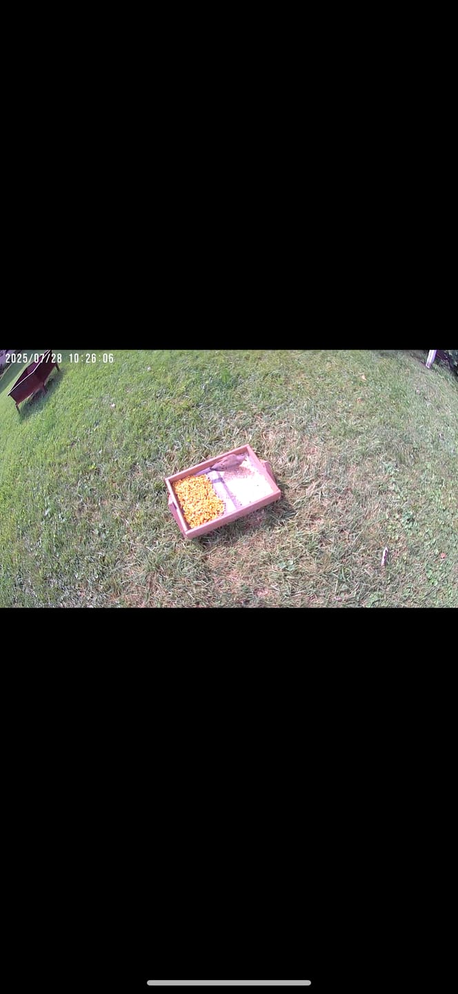 Customer photo review of Birdfy Cam - Versatile Standalone Backyard Birdwatching Camera