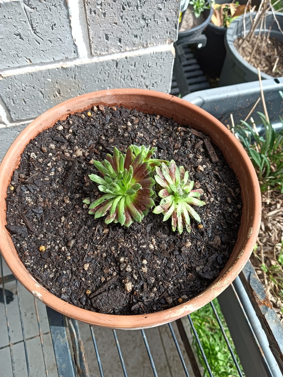 Customer photo review of Sempervivum arachnoideum