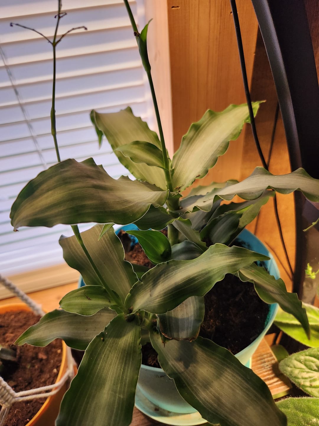 Customer photo review of Murdannia loriformis 'Bright Star'