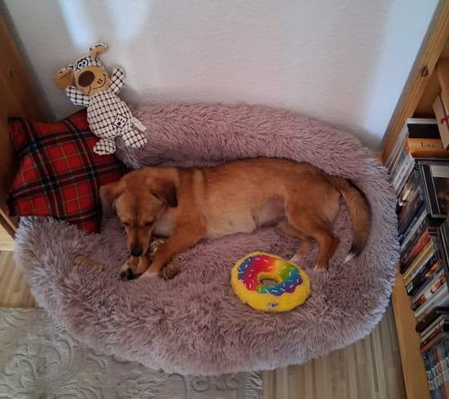 Customer photo review of Puppery Hundebett Wolke 7 - Das Original
