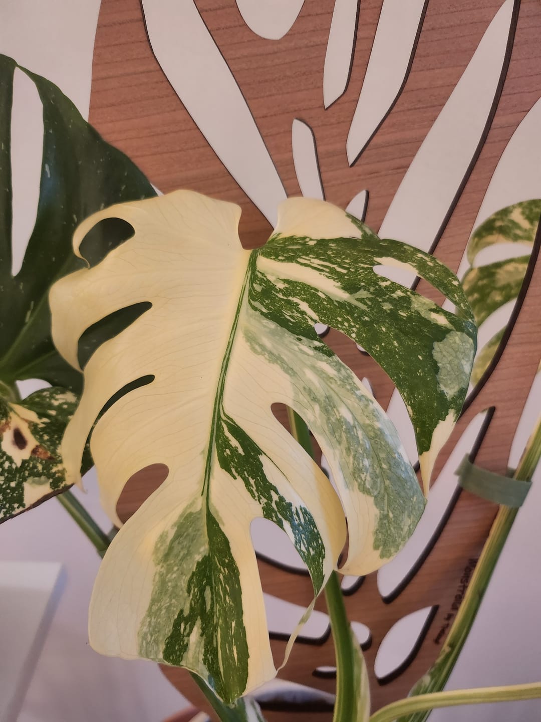 Customer photo review of Monstrella - Plant trellis inspired by the Monstera Leaf