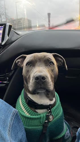 Customer photo review of Placa Camuflaje