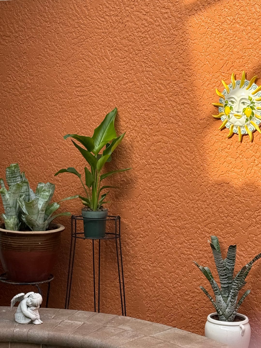Customer photo review of Bird of Paradise White, Strelitzia Nicolai