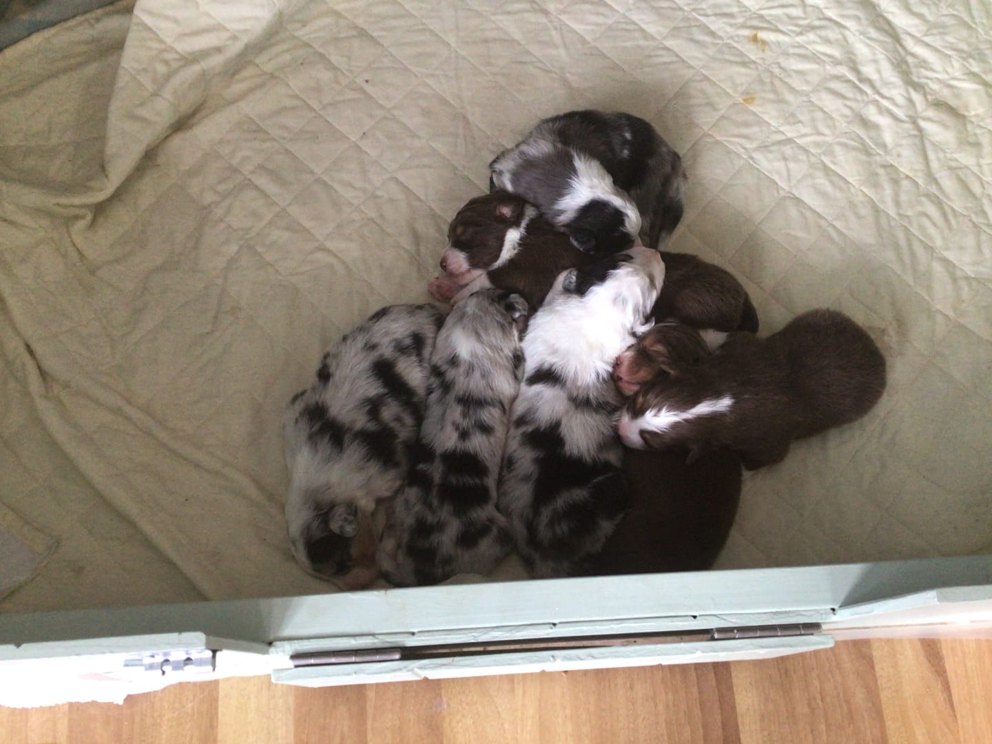 Customer photo review of Premium Whelping Kit