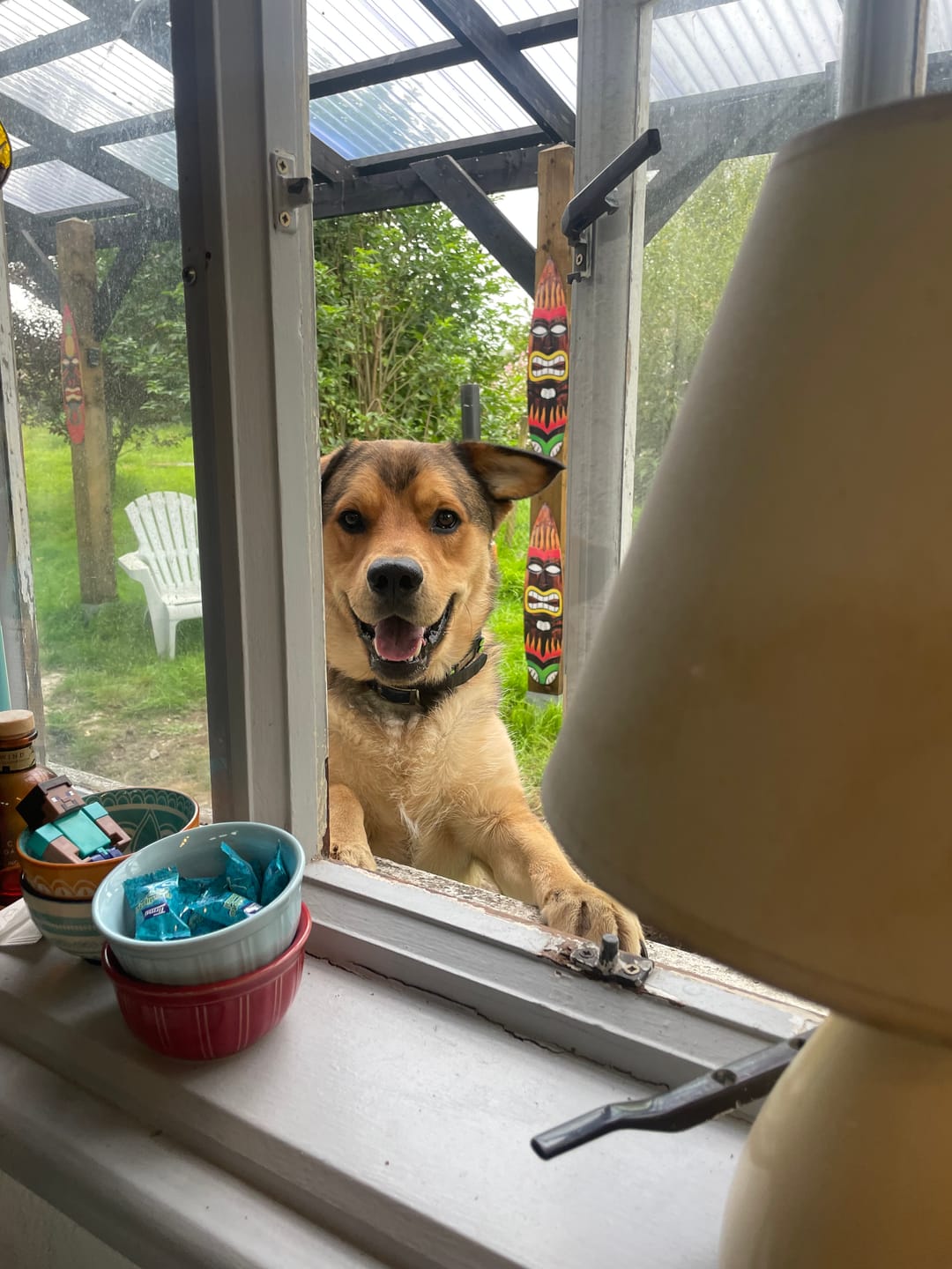 Customer photo review of Gps Dog Fence F830 Plus | For Medium and Large dogs