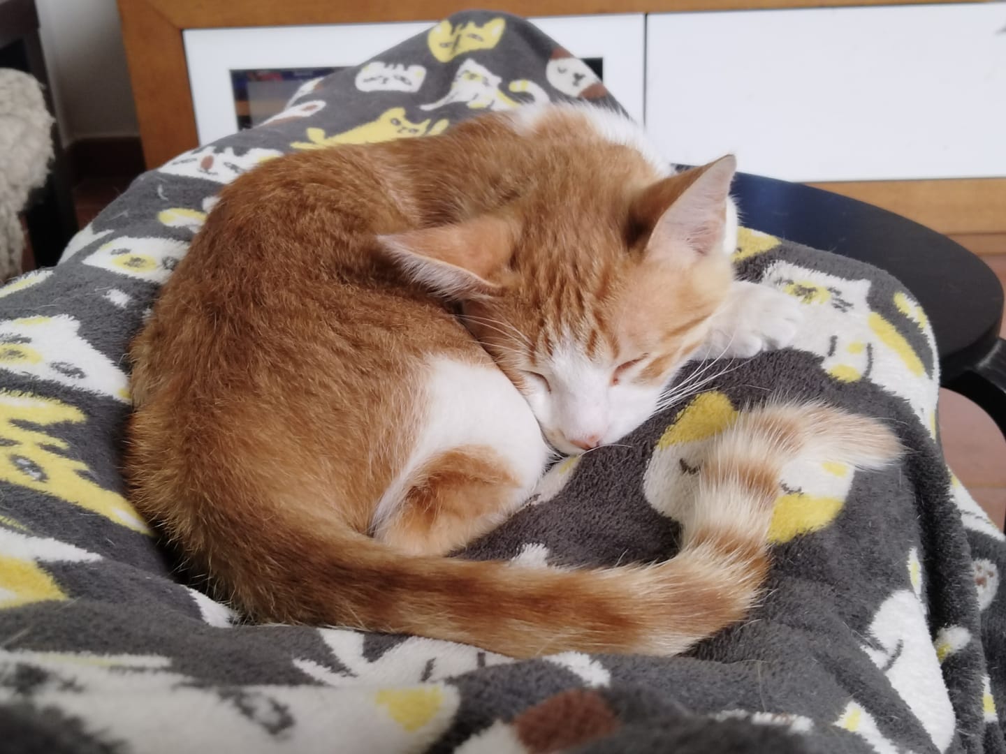 Customer photo review of Grain free Cat adult