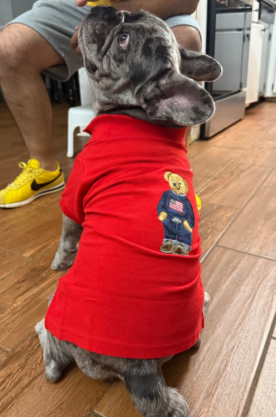 Customer photo review of Polo Ralph Lauren Cotton-Mesh Dog Polo Shirt