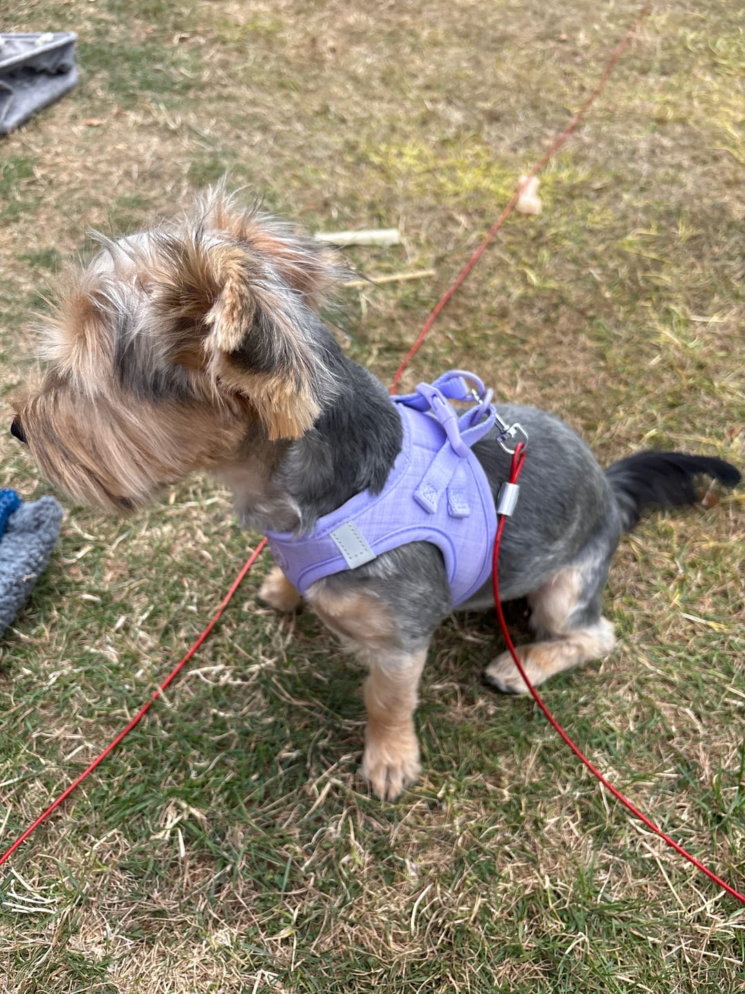 Customer photo review of Pawsome Pup Harness - Pink