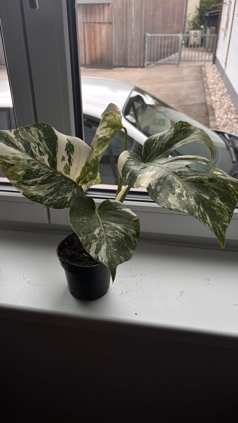 Customer photo review of Monstera Deliciosa Variegata 12cm extrem